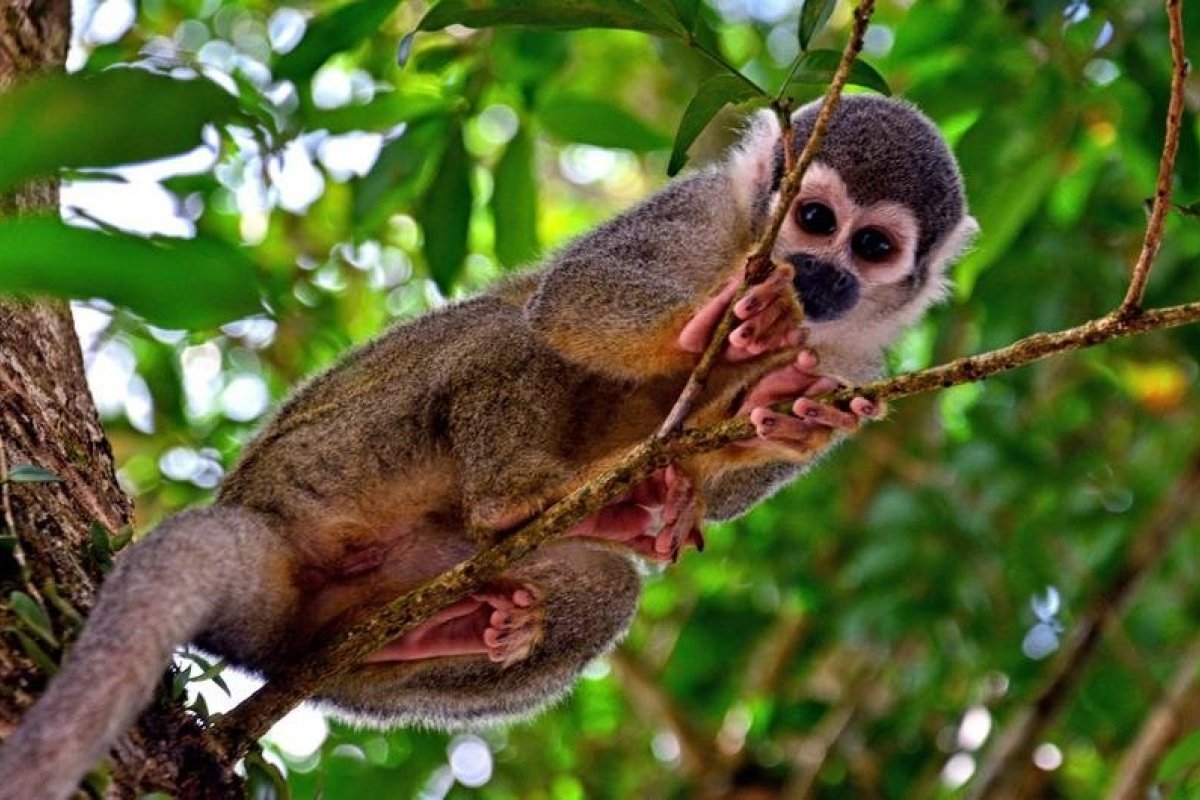 ONU divulga medidas e recomendações para reduzir transmissão de covid entre animais e seres humanos