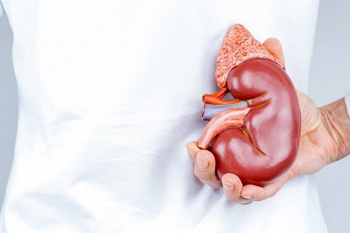 Dia mundial do Rim: educar para tratar