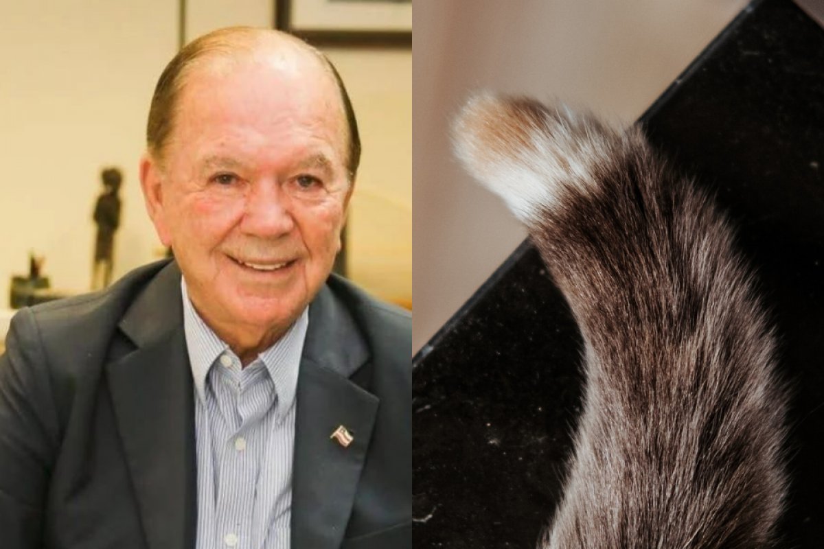 O miado do ex-Leão e o rabo de gato!