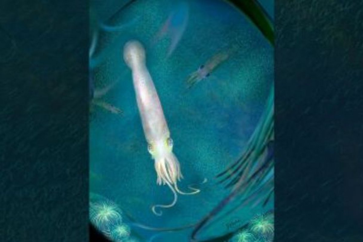 Pesquisadores dos EUA descobrem polvo vampiro com 10 braços que viveu há 328 milhões de anos