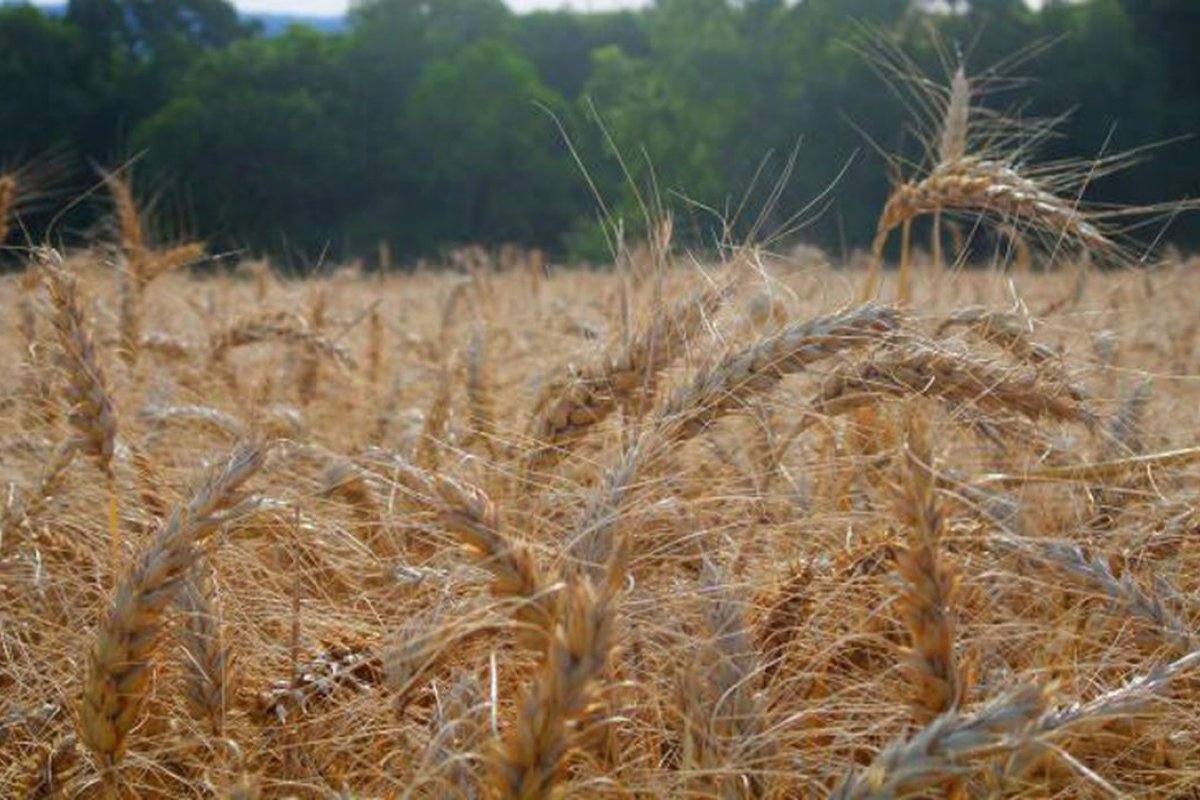 Produção de fertilizante ecológico pode reduzir dependência de importação