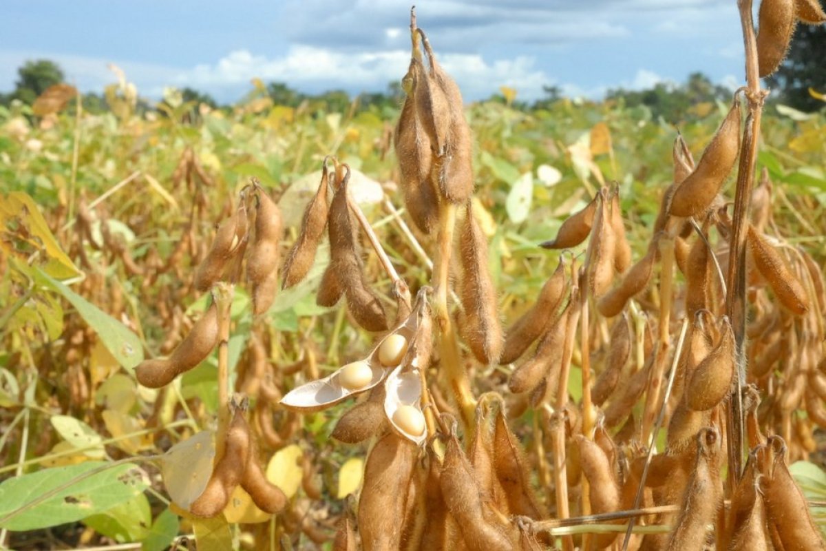 Queda no preço da soja nos EUA trava comercialização do produto no Brasil