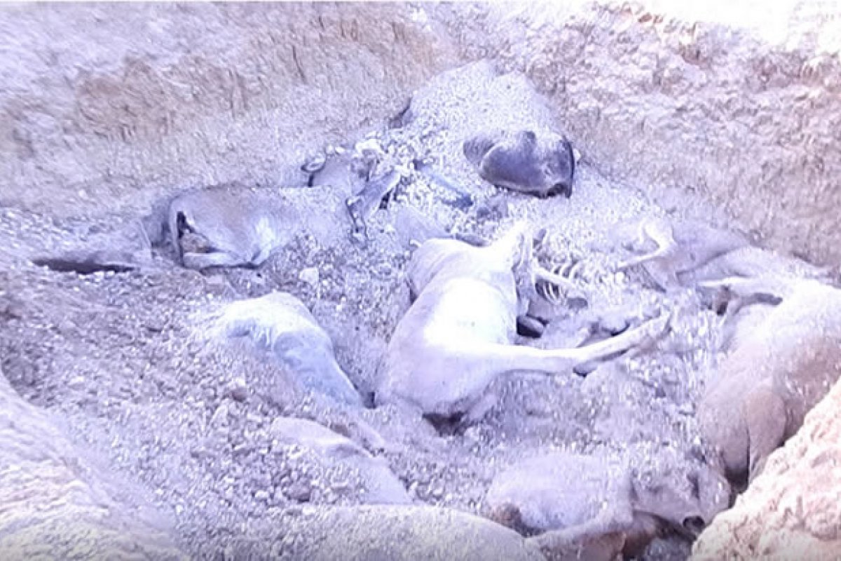 Exportação de jumentos resulta em mortes e doenças sem cura