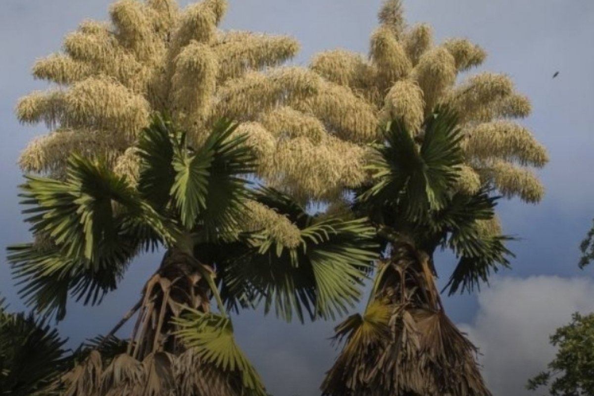 'Palmeiras do amor': plantadas por Burle Max, elas só florescem uma vez