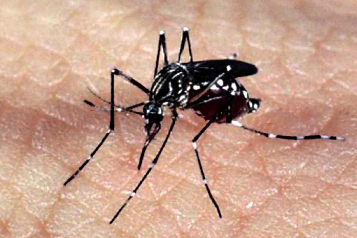 Restrições da Covid-19 impediram mais de 720 mil casos de dengue, aponta estudo
