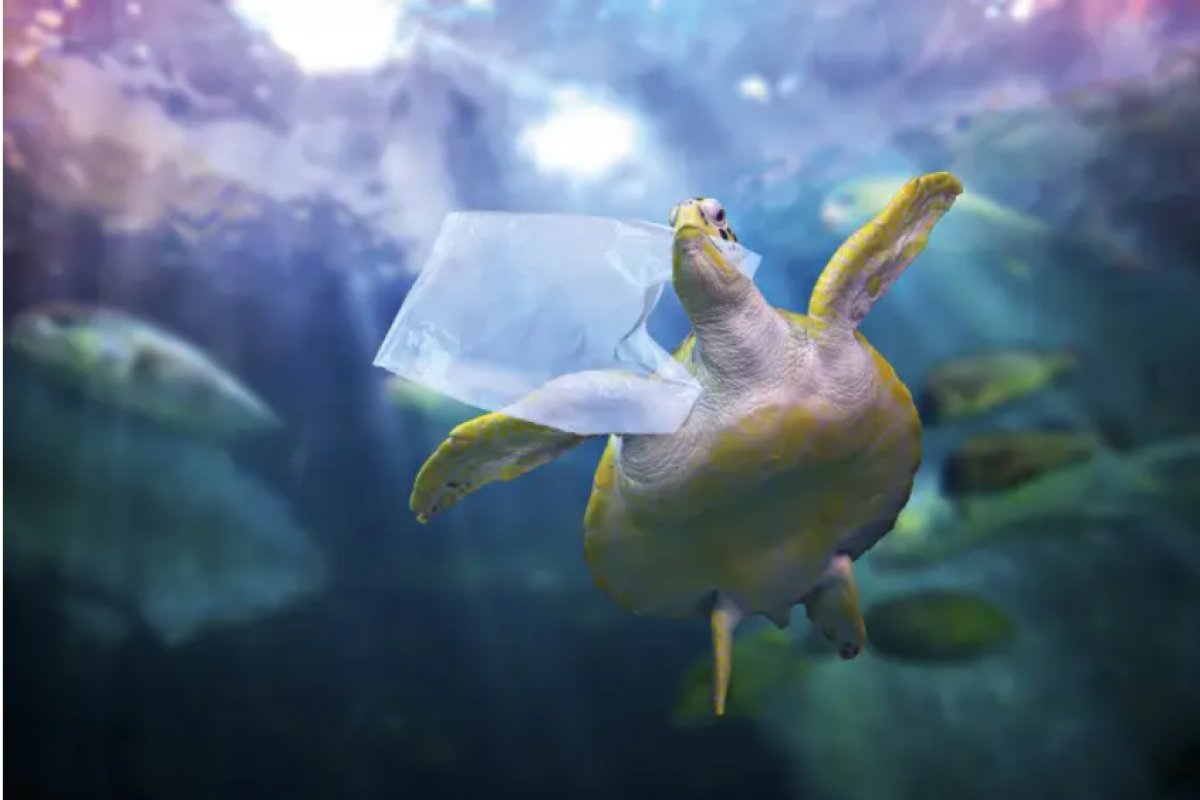 Relatório aponta que quantidade de plástico nos oceanos vai quadruplicar até 2050