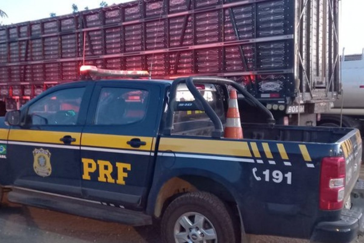 PRF resgata animais em situação de maus tratos, transportados em caminhão boiadeiro