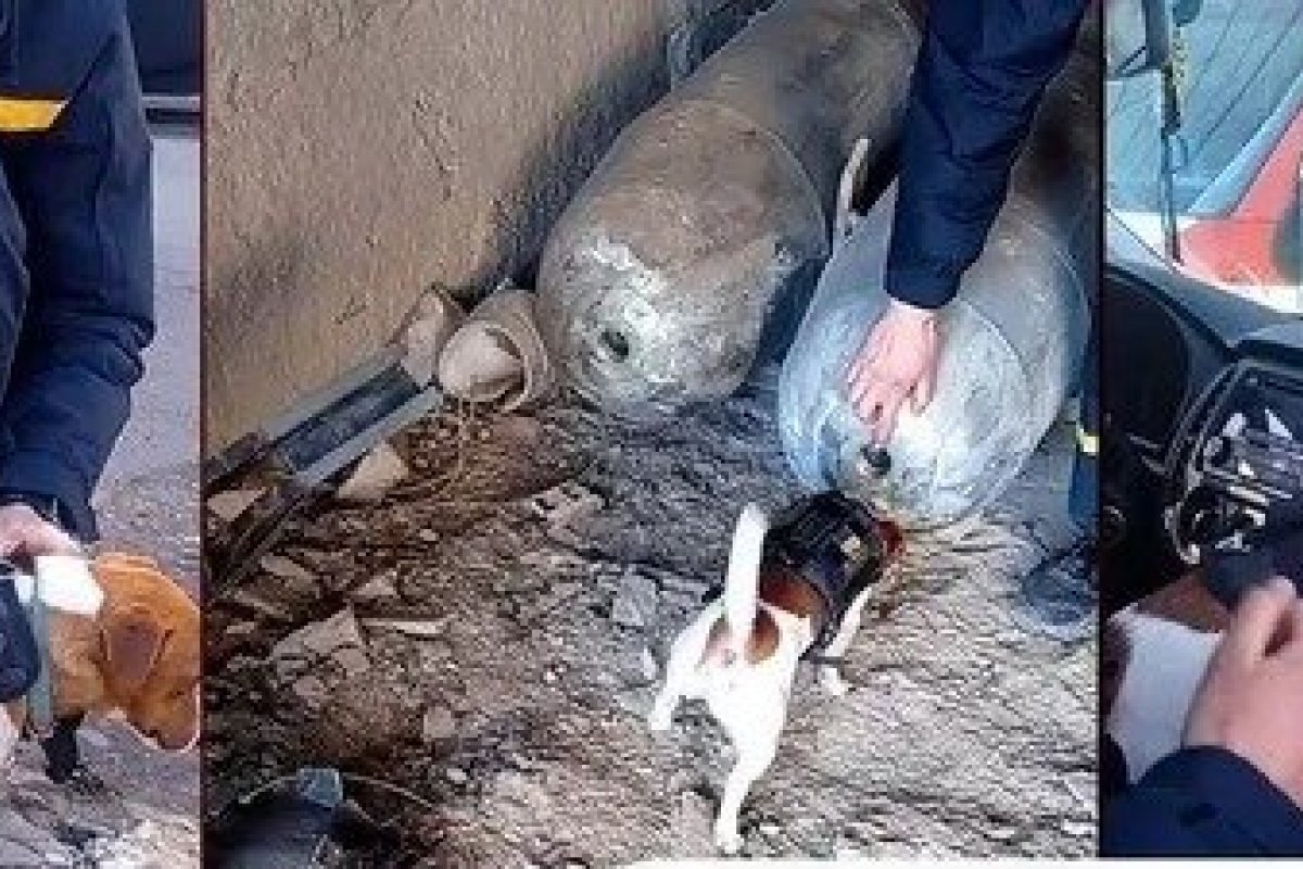 Guerra: cão farejador ajudou a identificar mais de 90 bombas na Ucrânia
