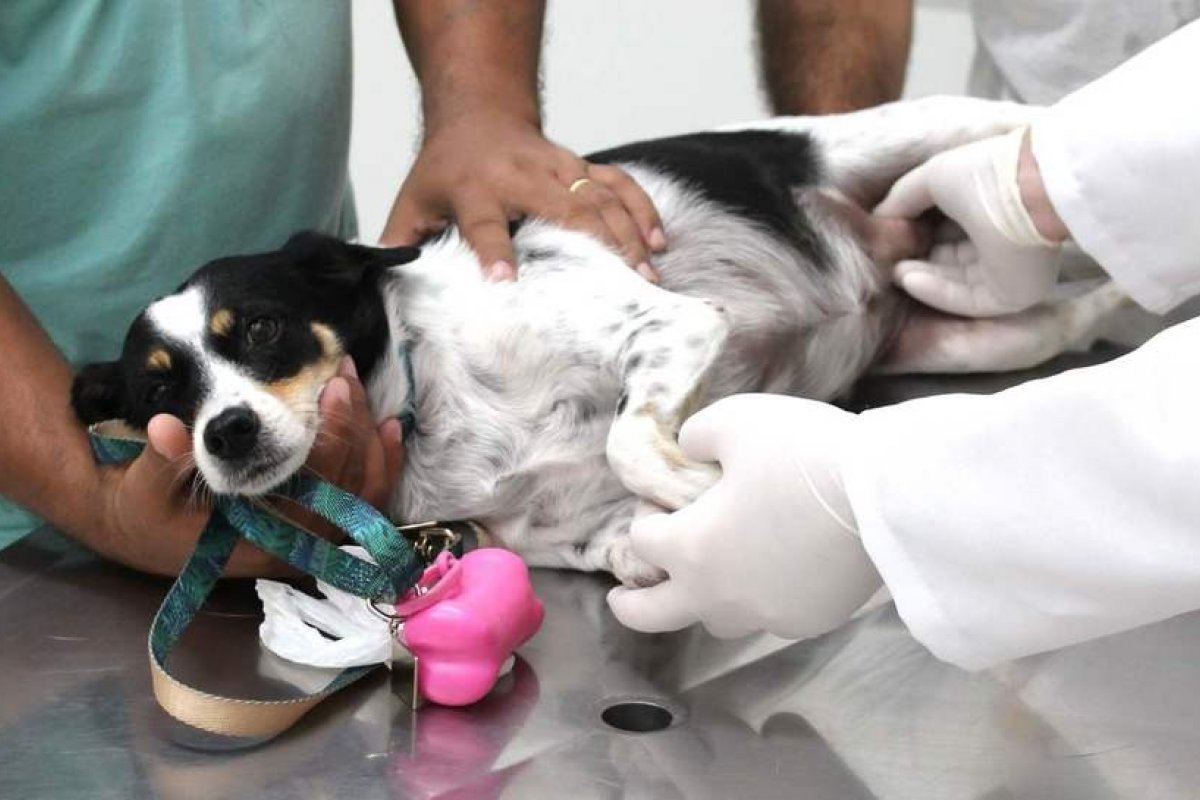 Prefeitura de Salvador firma convênio com UFBA para atendimentos veterinários gratuitos