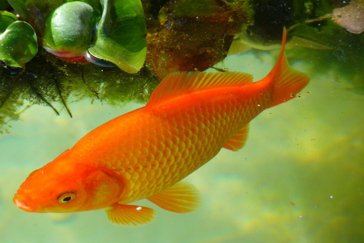 Proliferação de 'peixinhos dourados' representa um problema para o meio ambiente