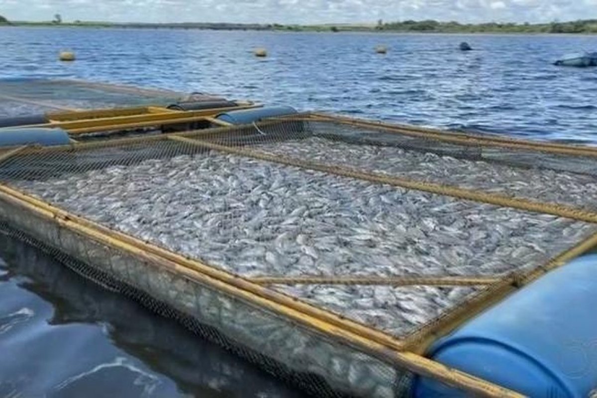Criador de tilápias avalia prejuízo de quase R$ 1 milhão com milhares de peixes encontrados mortos