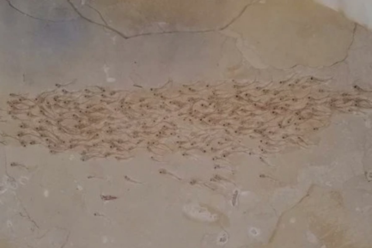 Cientistas encontram fóssil de peixes de 50 milhões de anos