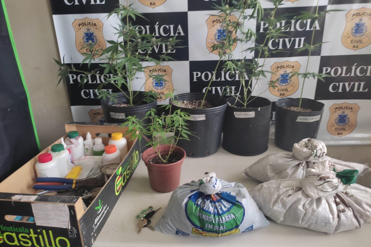 Homem é preso com plantação de cinco pés de maconha em Santo Antônio de Jesus