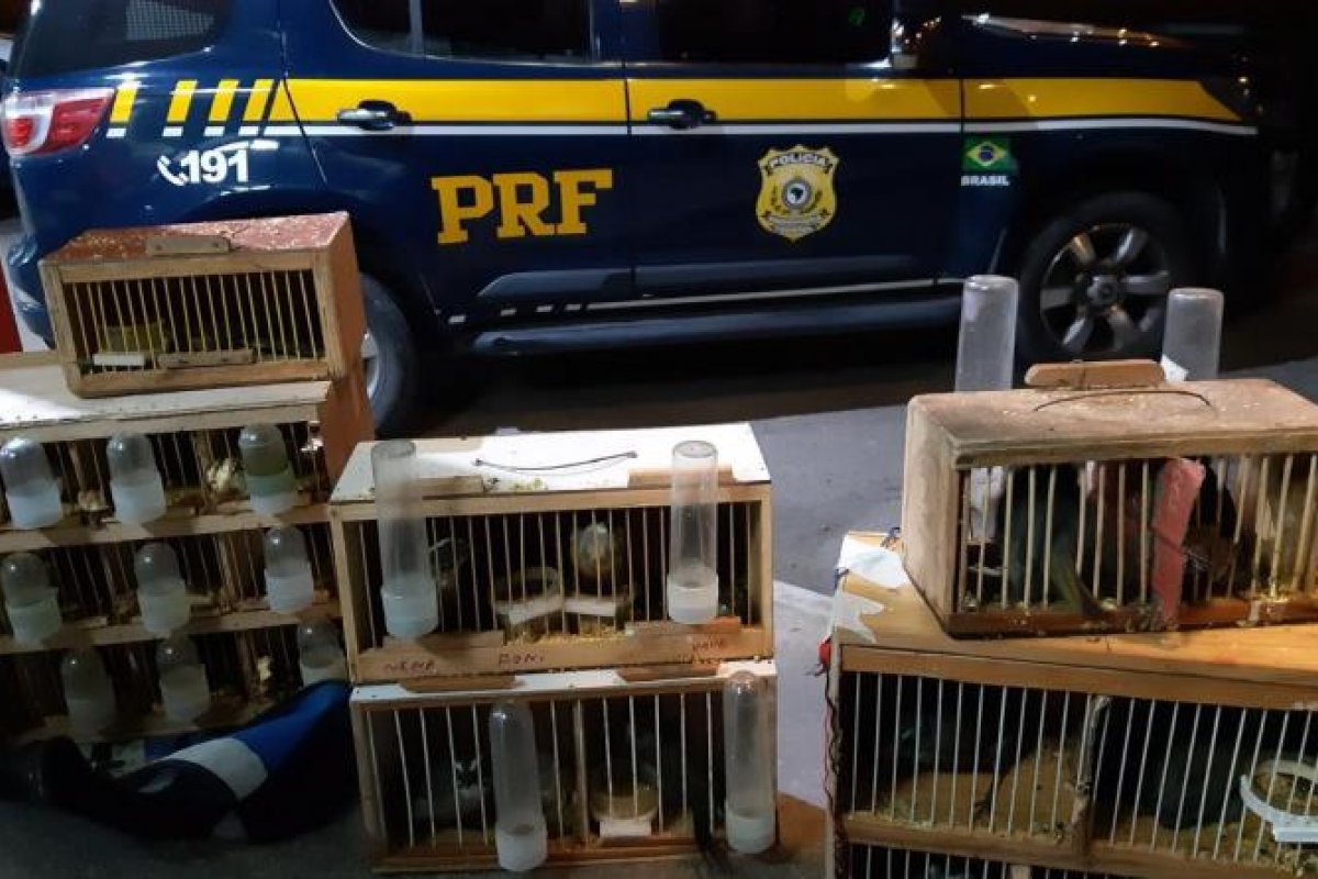 24 pássaros silvestres são apreendidos durante operação em Vitória da Conquista