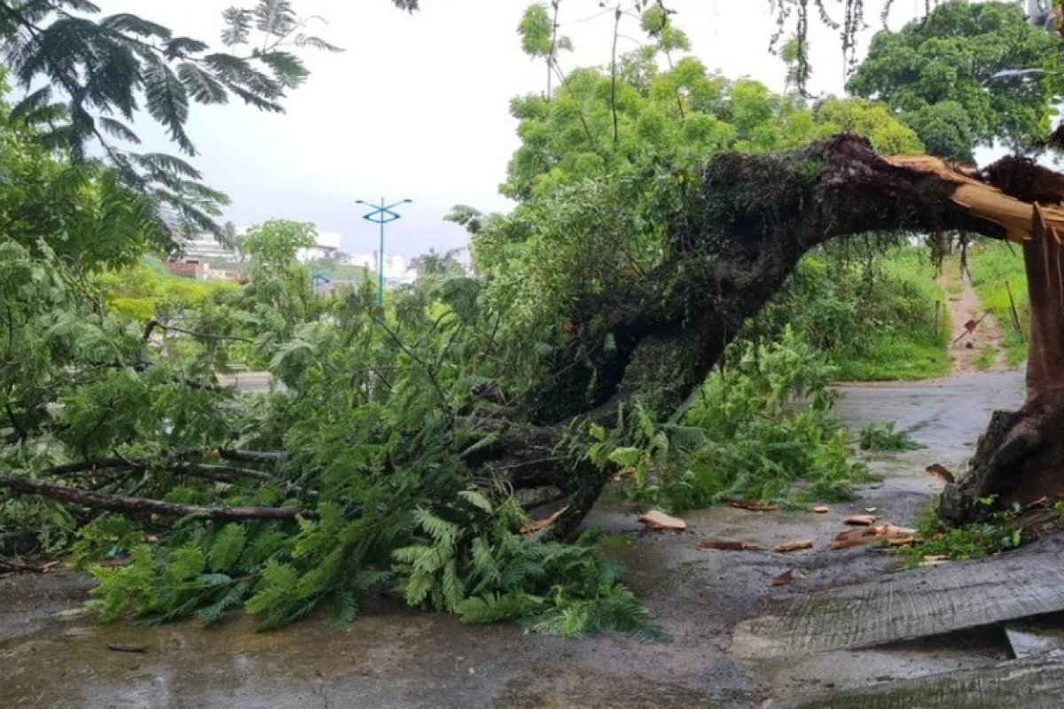 Árvore cai e bloqueia via da Estrada da Rainha, em Salvador