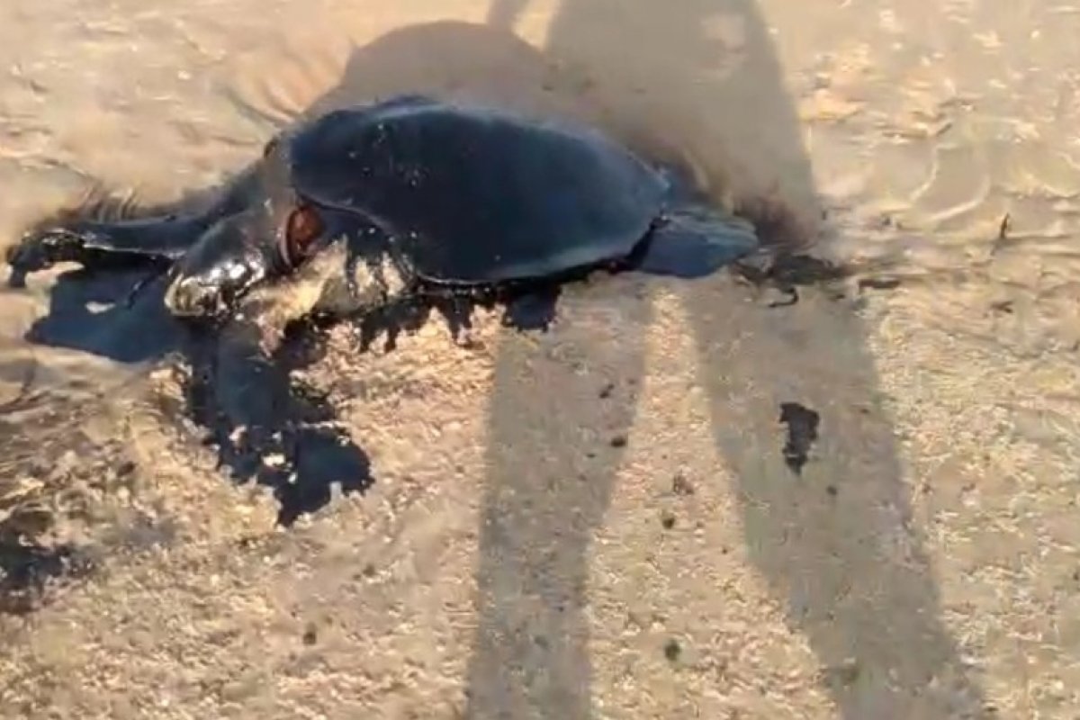 Instituto divulga medidas que devem ser adotadas caso animais cobertos de óleo sejam encontrados