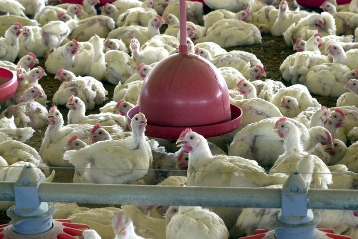 Exportações de frango aumentaram 5,7% em março deste ano