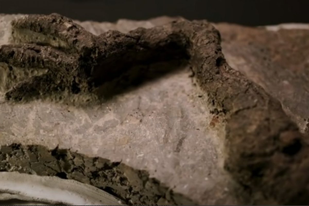 Paleontólogos encontram fóssil de dinossauro que morreu após impacto de asteroide