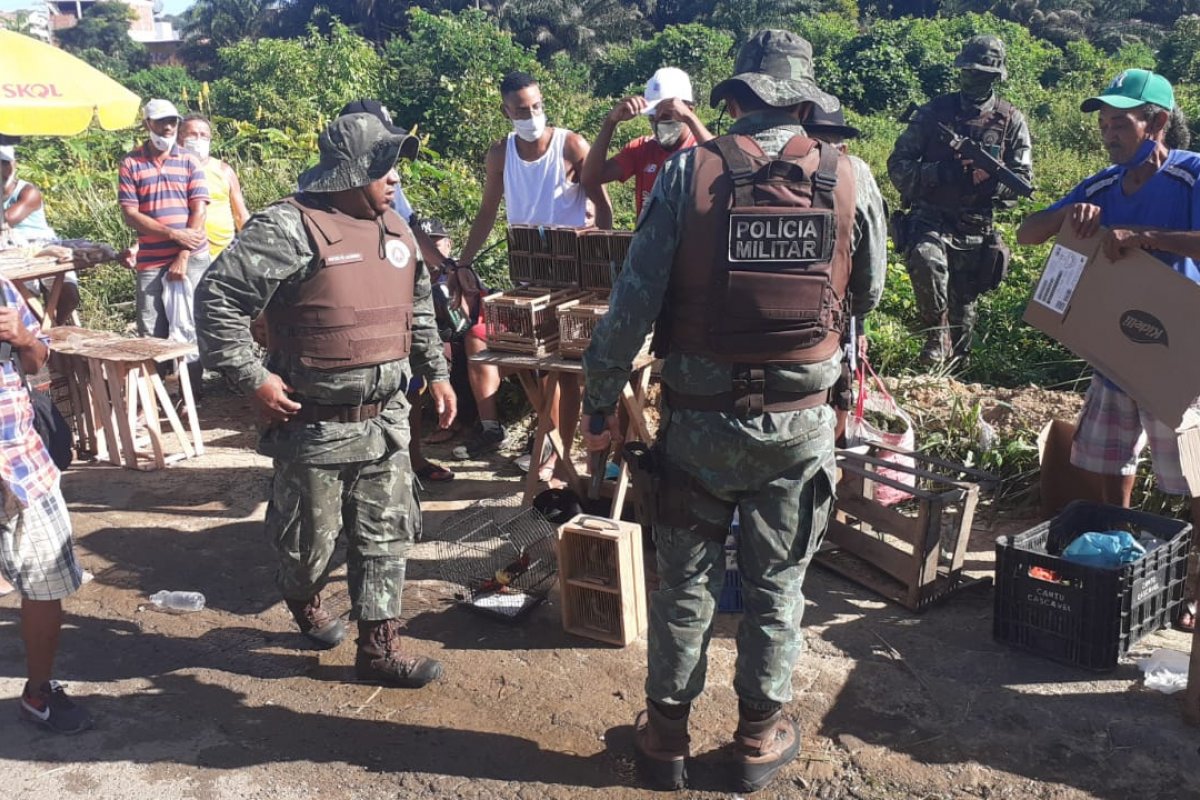 Coppa resgata mais de 100 aves silvestres em Simões Filho