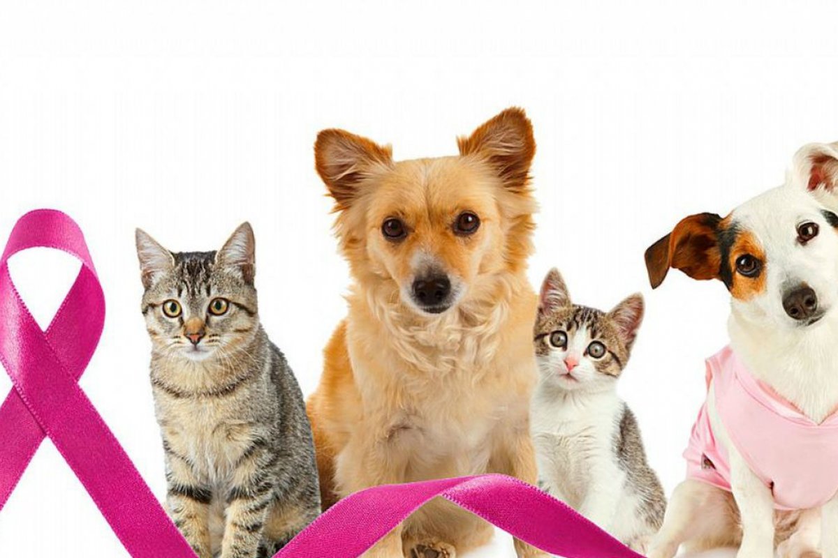 Outubro Rosa Pet: universidade oferta atendimento para cadelas e gatas