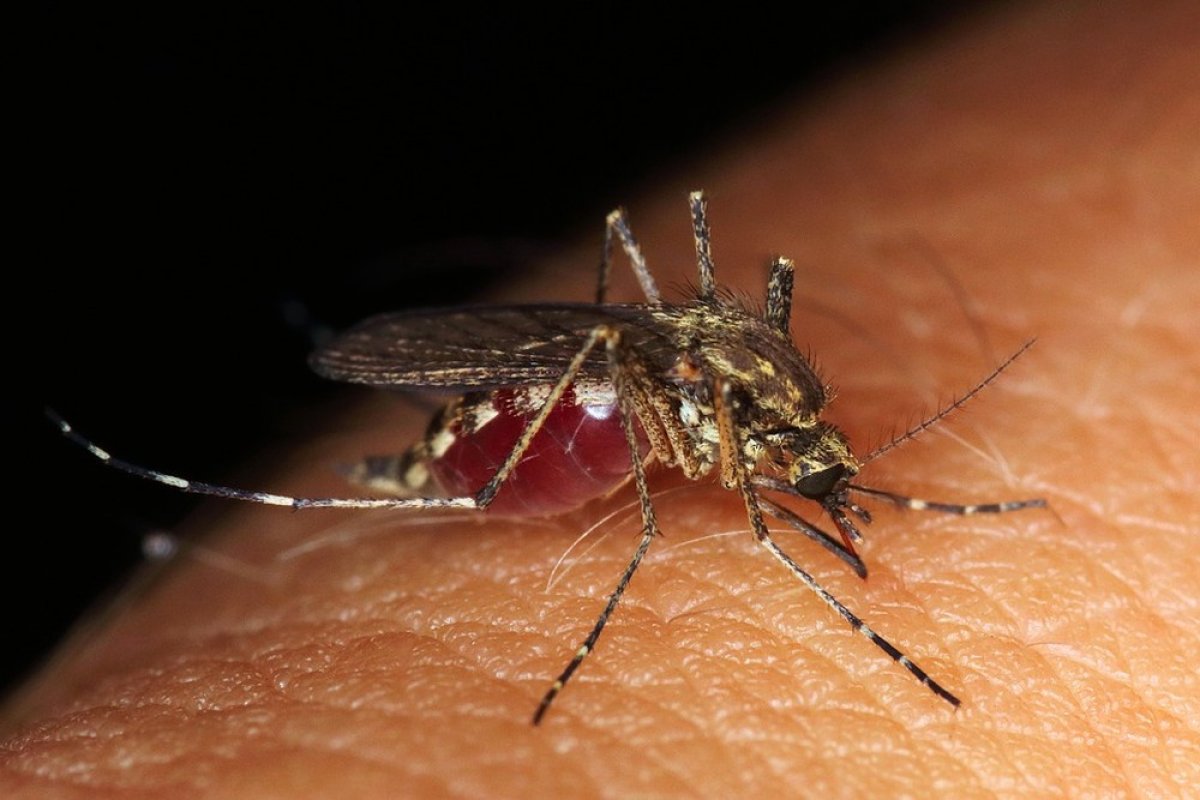 Diminui índice de imóveis infestados pelo aedes aegypti em Salvador