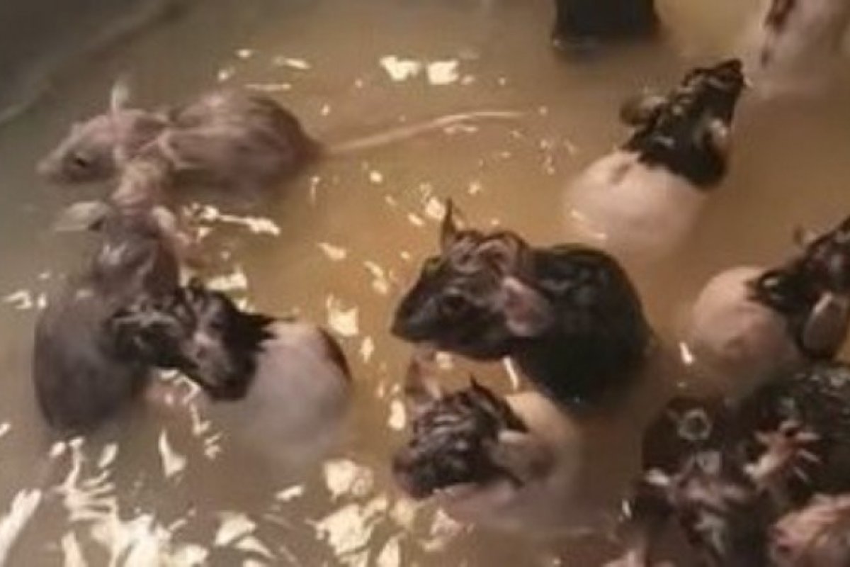 Americana viraliza na web por criar 50 ratos e dar banho nos pets na pia da cozinha