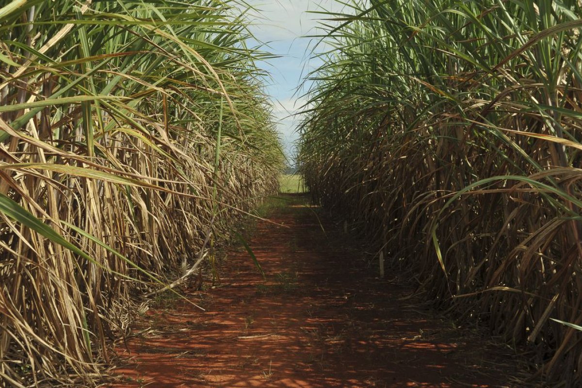 Safra de cana de açúcar tem queda de 13% no ciclo 2021/2022