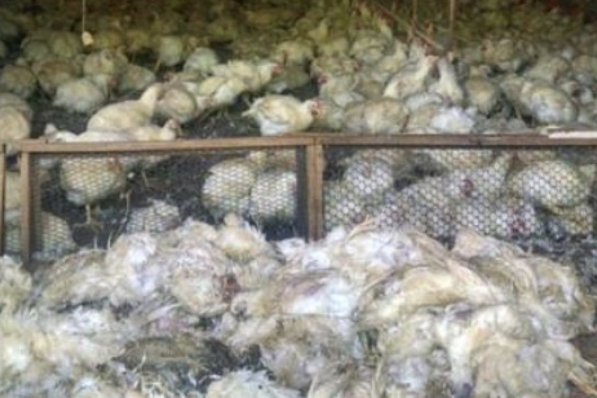 Queda de energia elétrica provoca morte de 30 mil frangos em Conceição da Feira