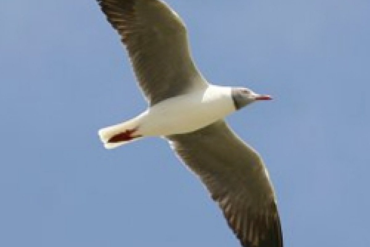Mudança climática afeta populações de aves em floresta tropical, diz estudo