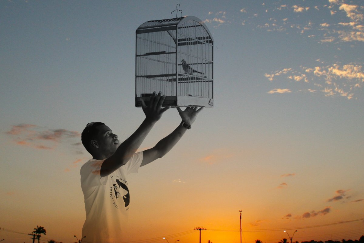 Goethe-Institut recebe a exposição “Concerto para pássaros”