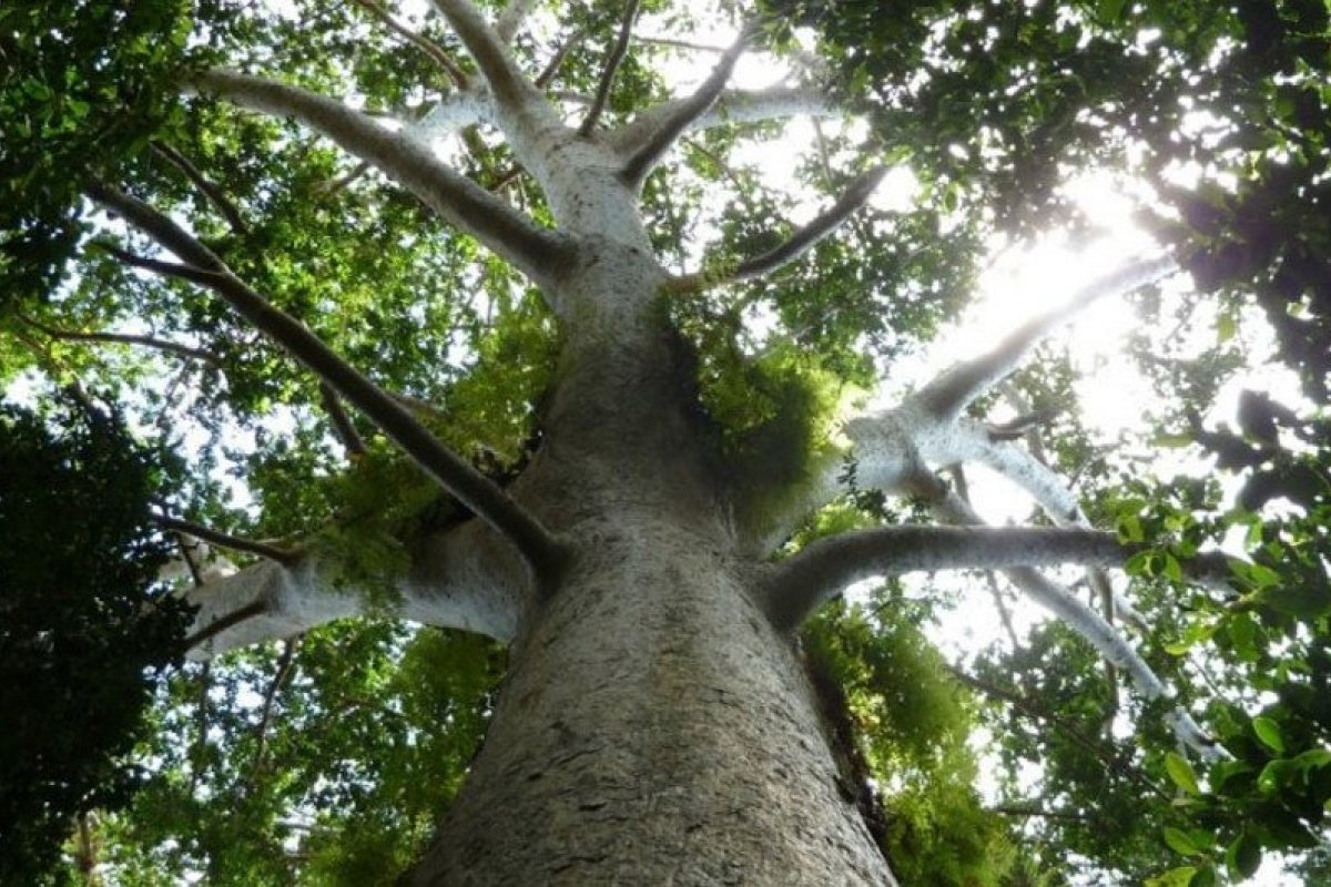 Países latino-americanos e caribenhos se reúnem no Chile para COP do meio ambiente