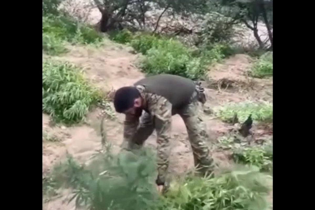 Vídeo: 3 mil pés de maconha são destruídos na Bahia