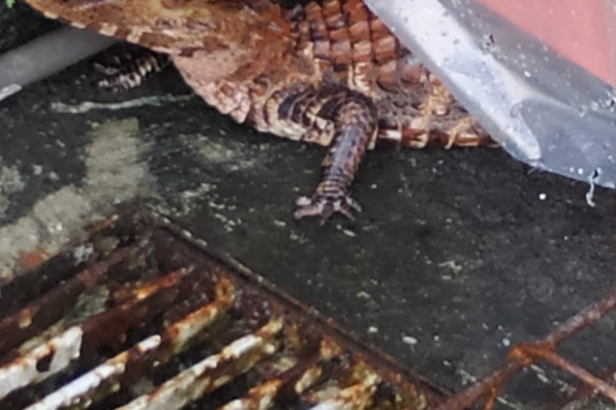 VÍDEO: Jiboias e jacaré são resgatados em Salvador após chuva forte