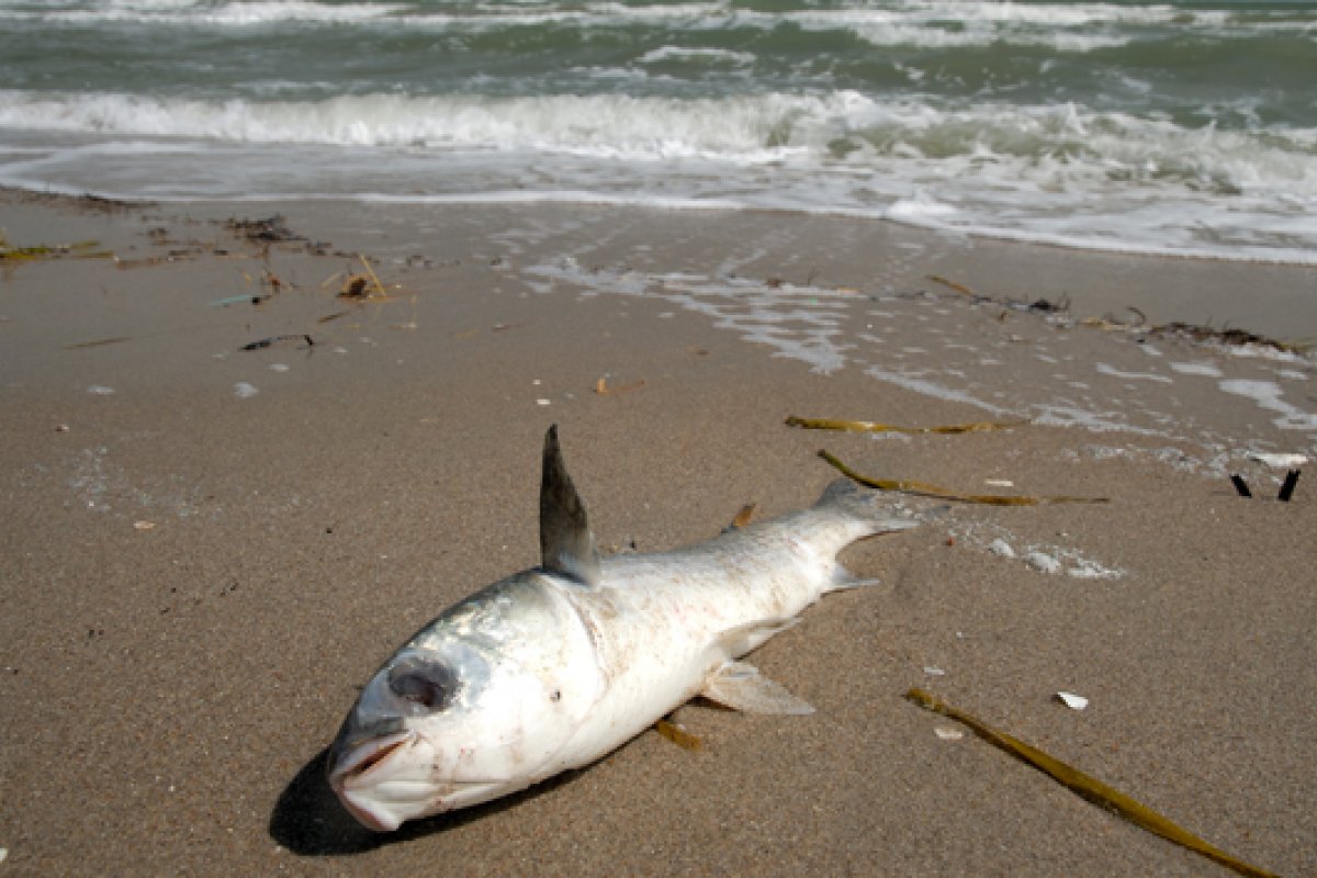 Na Bahia, pesquisadores encontram óleo dentro de peixes e mariscos