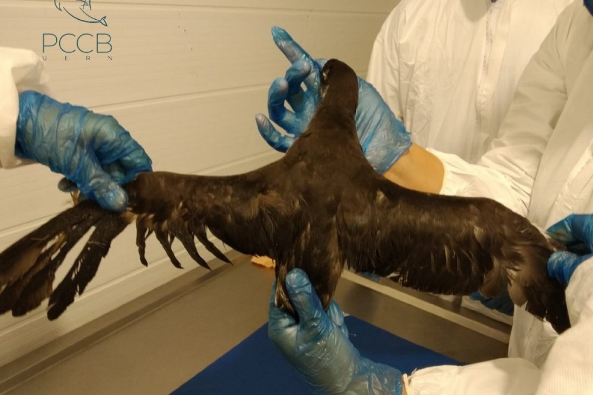 Primeiro caso de ave atingida por manchas de óleo no litoral é registrado