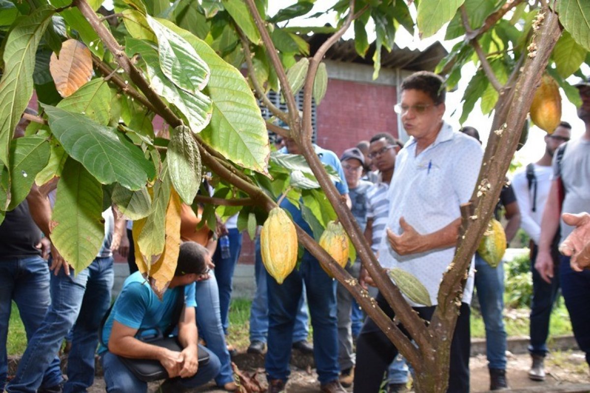 Bahia testa fungicida contra vassoura de bruxa em lavoura cacaueira