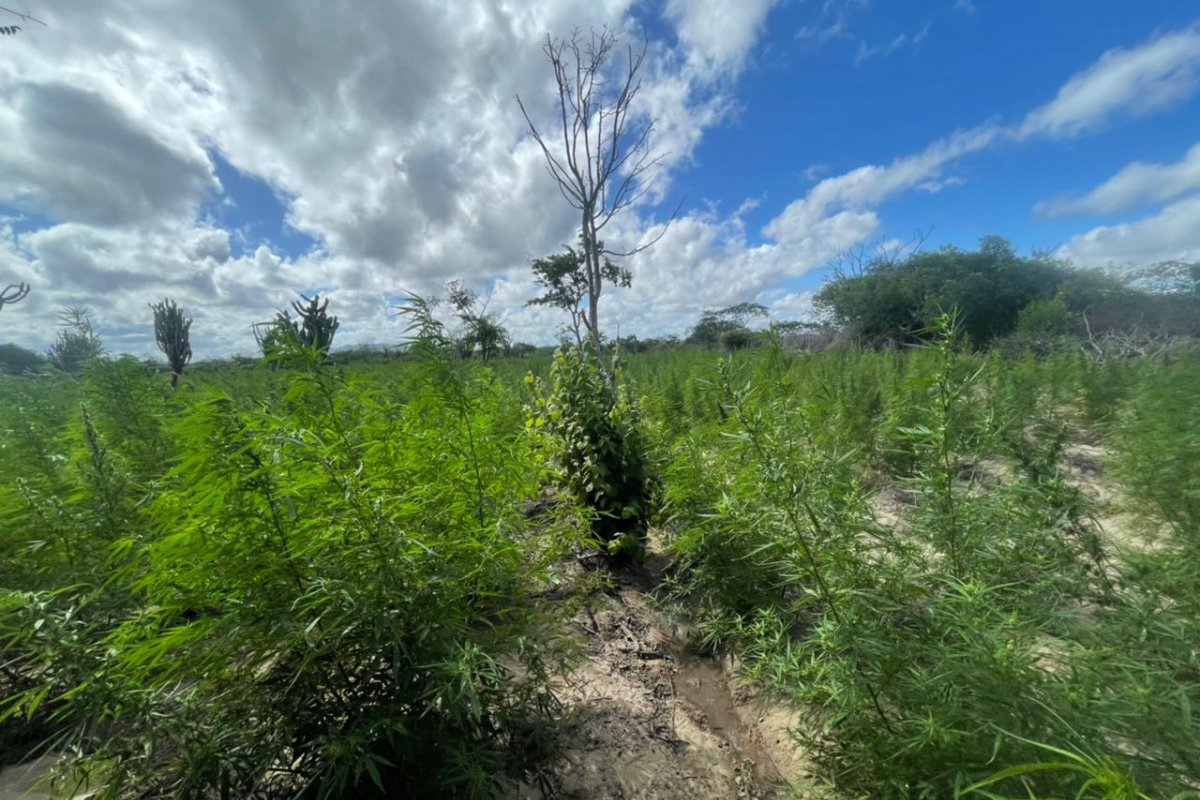 Mais de 85 mil pés de maconha são erradicados durante ação policial no Distrito de Massaroca, em Juazeiro