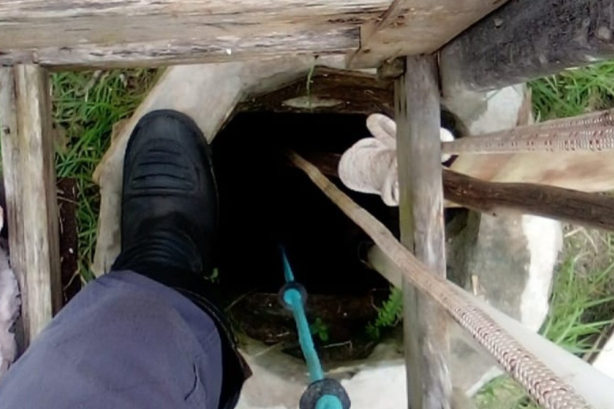 Gato é resgatado após cair em poço de 7 metros no sul da Bahia