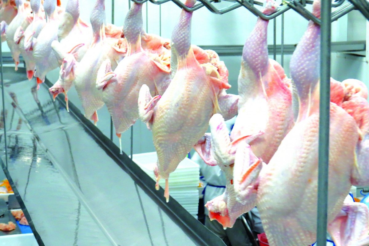 China registra primeiro caso humano de gripe aviária H3N8