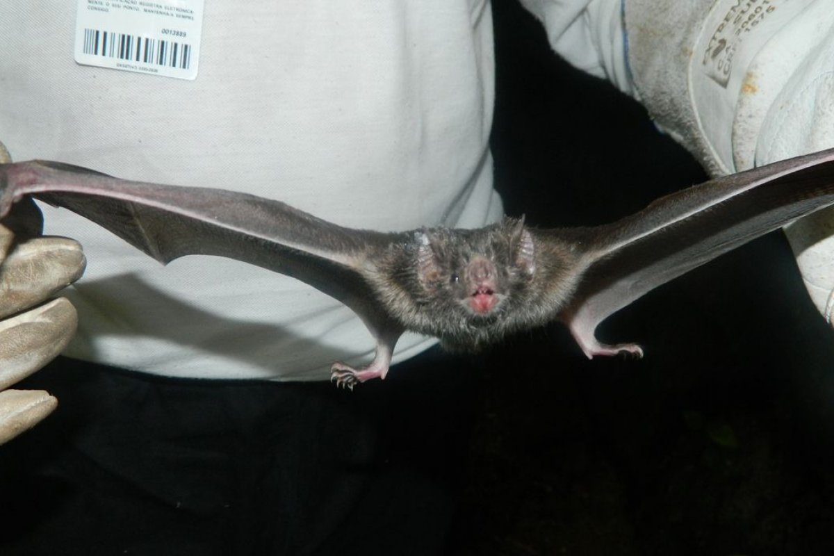 Minas Gerais confirma terceiro caso de raiva humana em criança de 5 anos