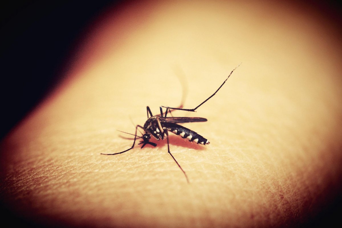 Combate à dengue deve passar por acompanhamento de RNA
