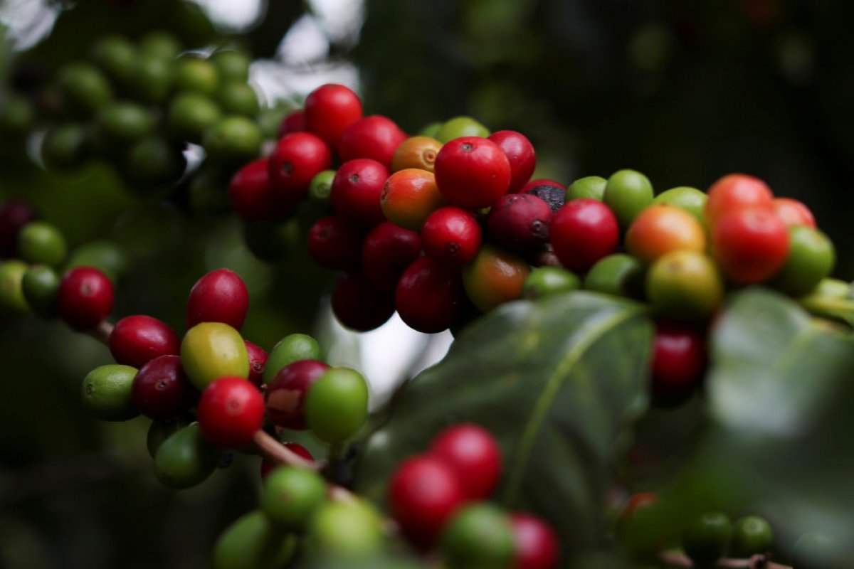 Conselho Monetário Nacional destina R$ 6 bilhões para financiamentos do Funcafé