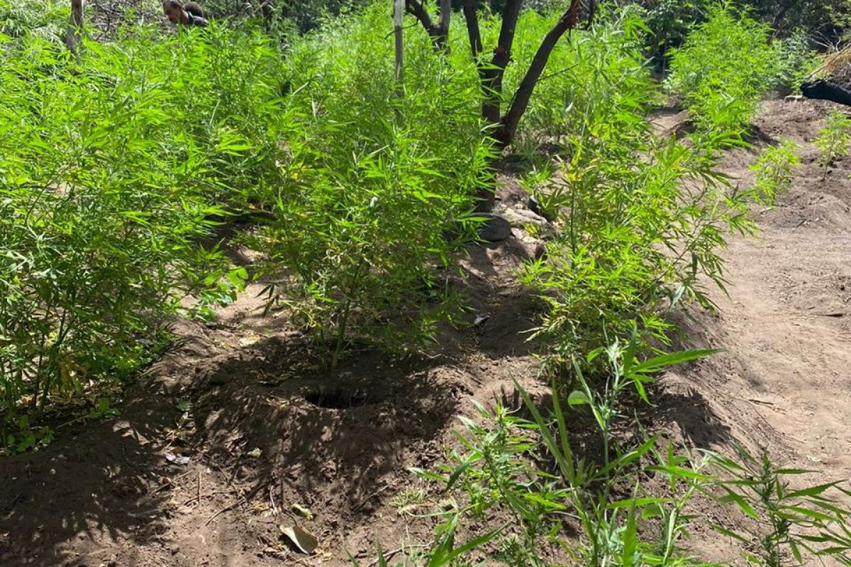 PM erradica cerca de 110 mil pés de maconha em Sento Sé (BA)