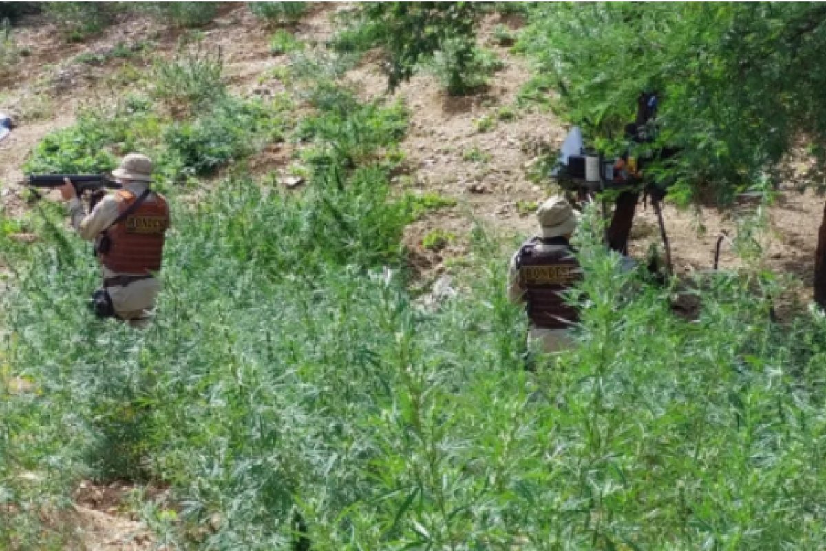PM destrói plantação de 15 mil pés de maconha em zona rural no norte da Bahia