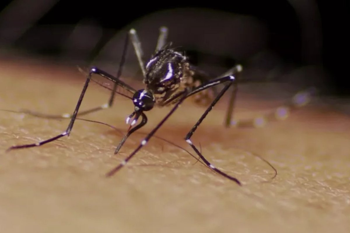 Brasil supera em 4 meses casos de dengue registrados em 2021