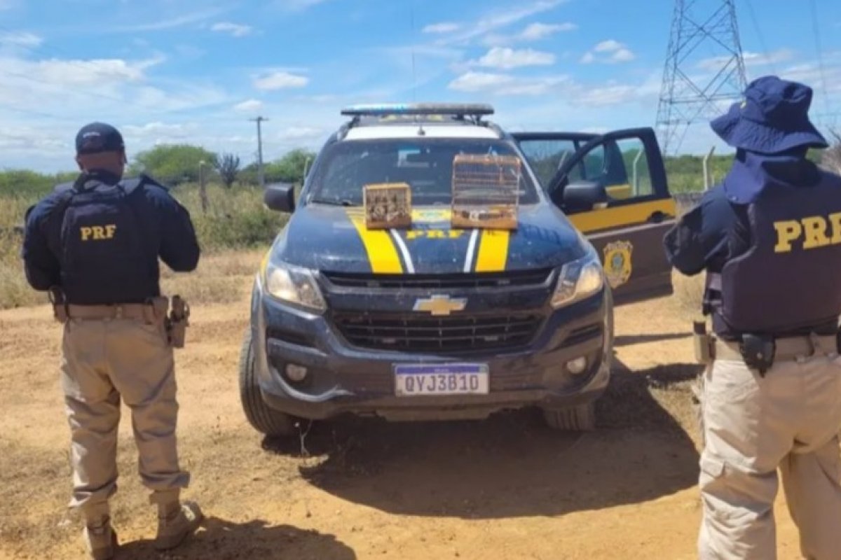 Mais de 40 pássaros silvestres são resgatados em Juazeiro, na Bahia