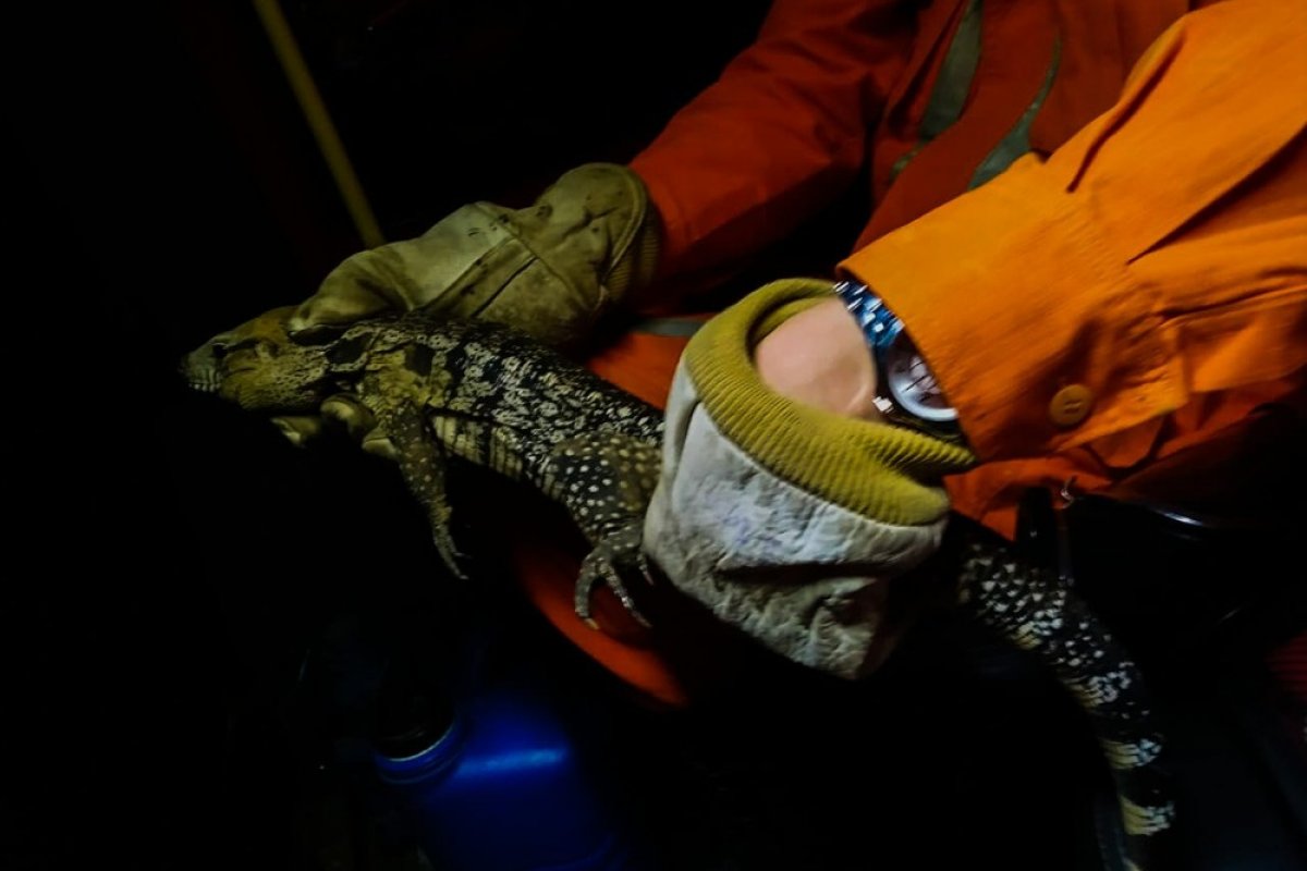 Teiú é resgatado embaixo de carro na cidade de Barreiras