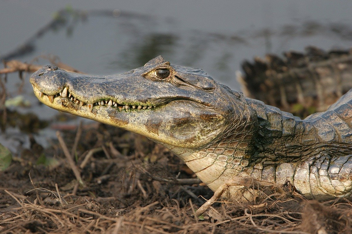 Após ataque de jacaré, criança indígena de 10 anos morre no Pará