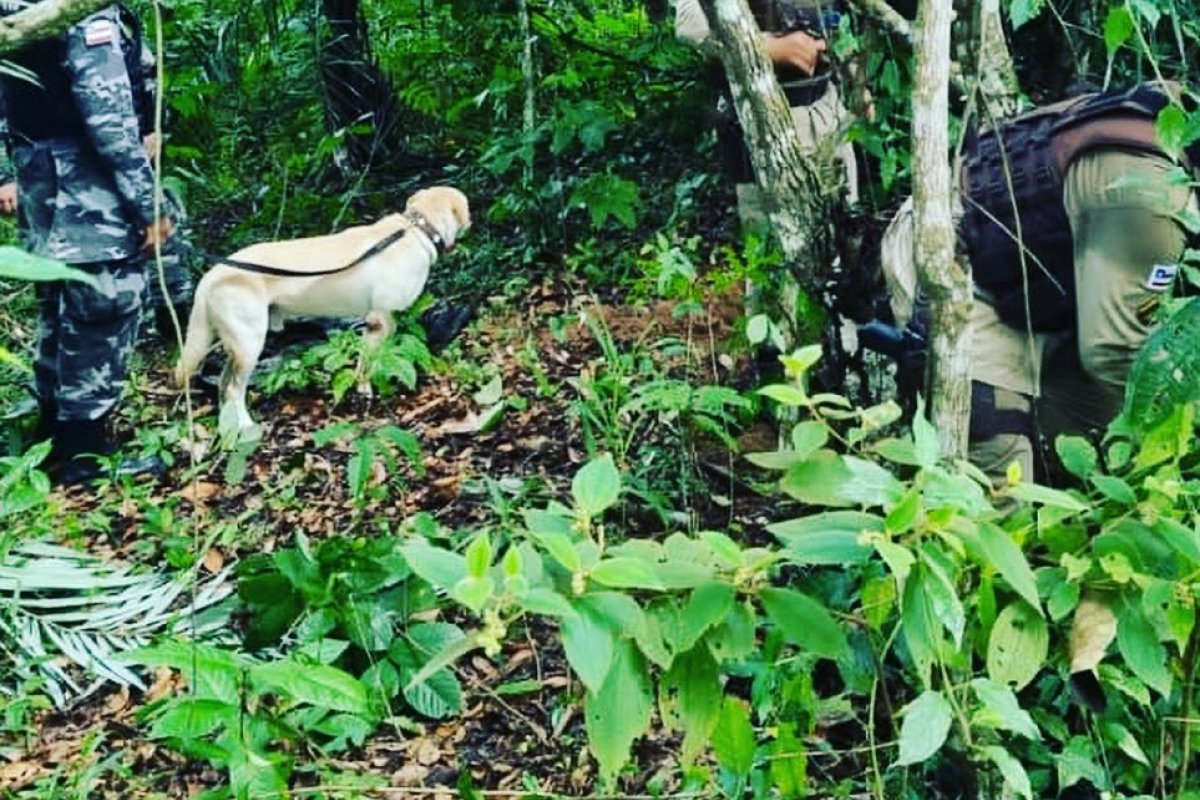 1500 poções de drogas são apreendidas com auxílio de cães policiais na Bahia