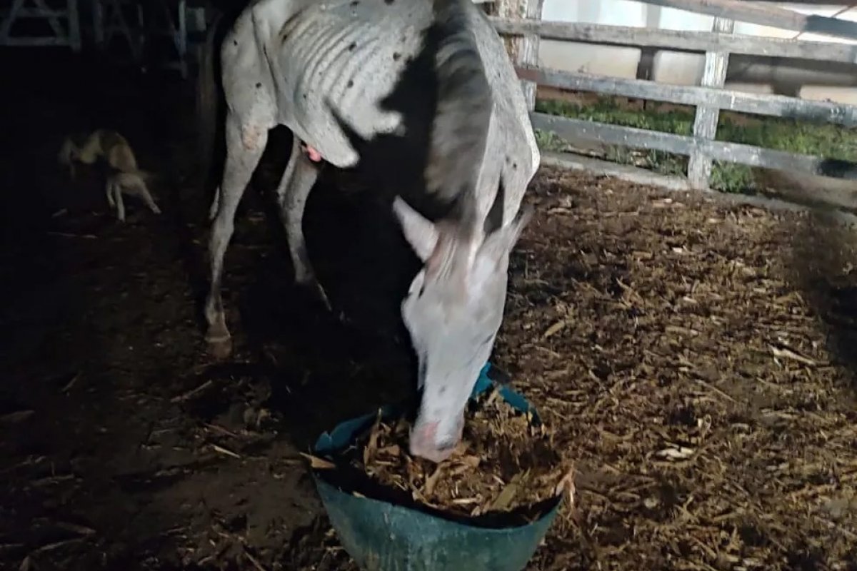 Cavalo com marcas de maus-tratos é resgatado no norte da Bahia